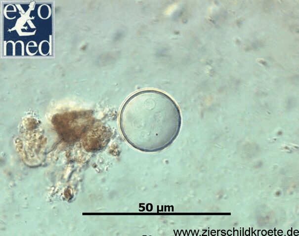 Pasożyty u żółwi - diagnoza i leczenie pasożyty u gadów