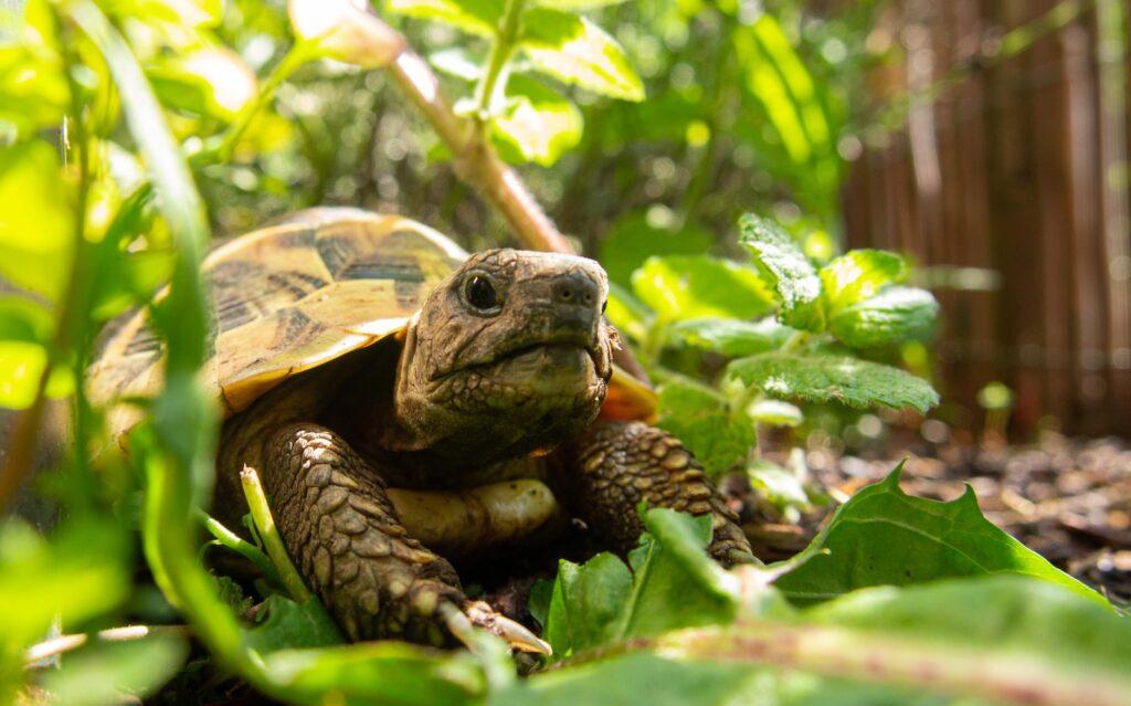 żółw lądowy domowy