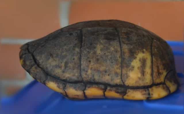 Żółw mułowy białogardły (Kinosternon albogulare)