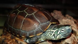Wodno-lądowy żółw chiński Mauremys reevesii