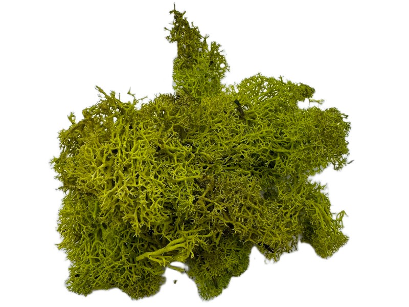 mech chrobotek limonkowa zieleń