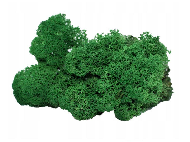 mech chrobotek naturalny zielony