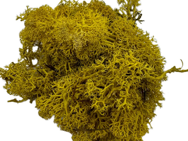 mech chrobotek żółty