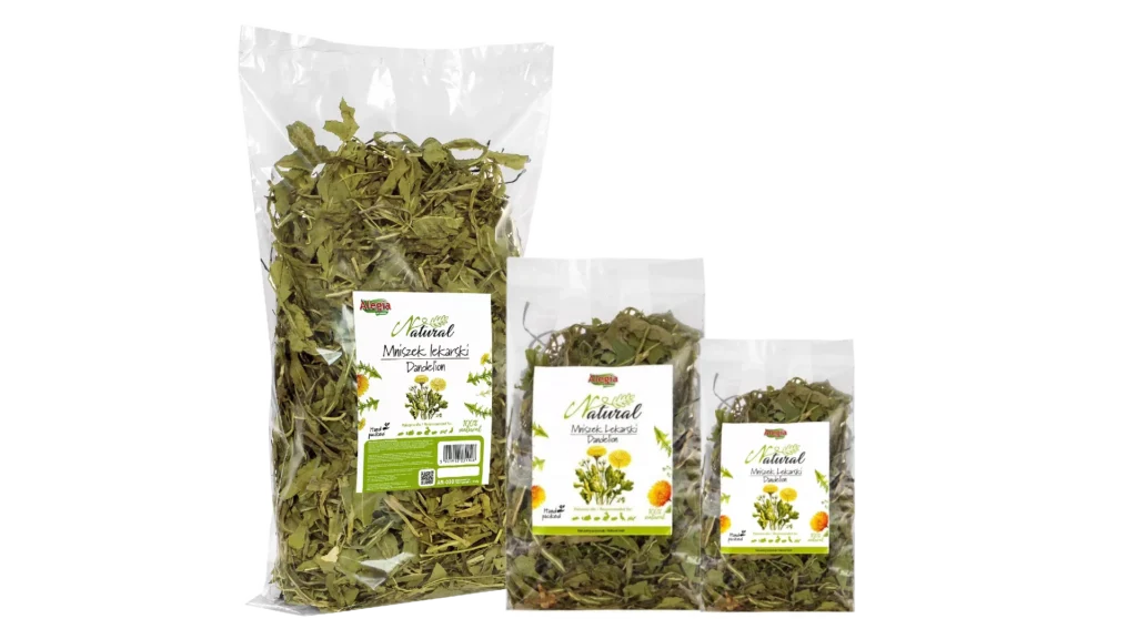 mniszek lekarski dla żółwia