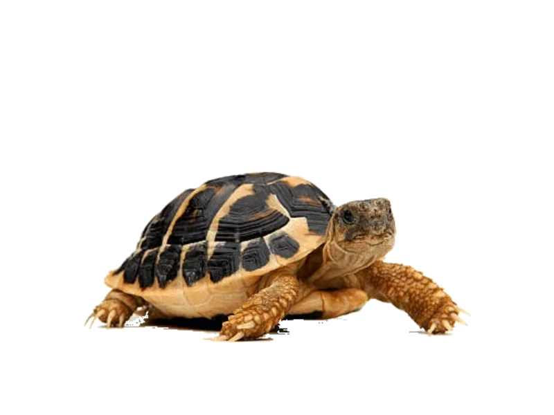 zdjęcie żółwia greckiego