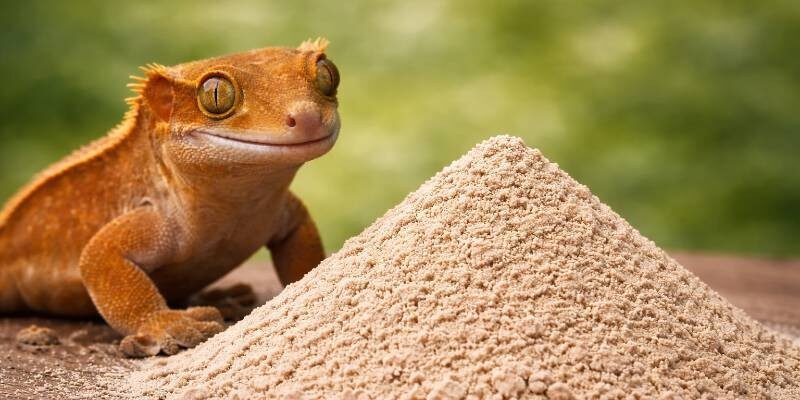 Gecko Cream Apricot pokarm dla gekonów orzęsionych Gecko Cream Apricot pokarm dla gekonów orzęsionych