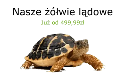 sklep terrarystyczny turtles.pl