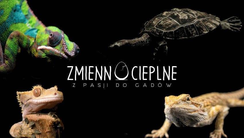 Strona Główna pomysł na prezent świąteczny