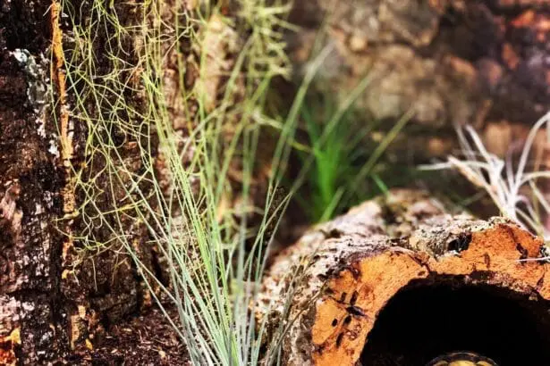 kryjówka w terrarium tillandsia juncifolia