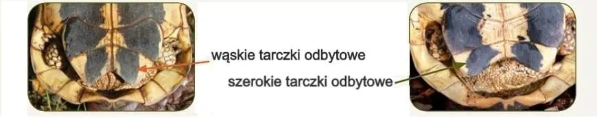 Rozpoznanie płci żółwi lądowych - Jakie są główne różnice pomiędzy samicą a samcem?