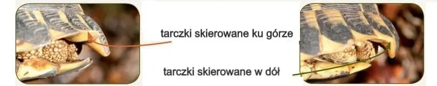 Rozpoznanie płci żółwi lądowych - Jakie są główne różnice pomiędzy samicą a samcem?
