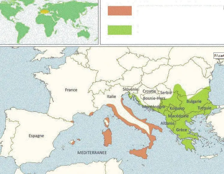 Rozpoznanie płci żółwi lądowych - Jakie są główne różnice pomiędzy samicą a samcem?