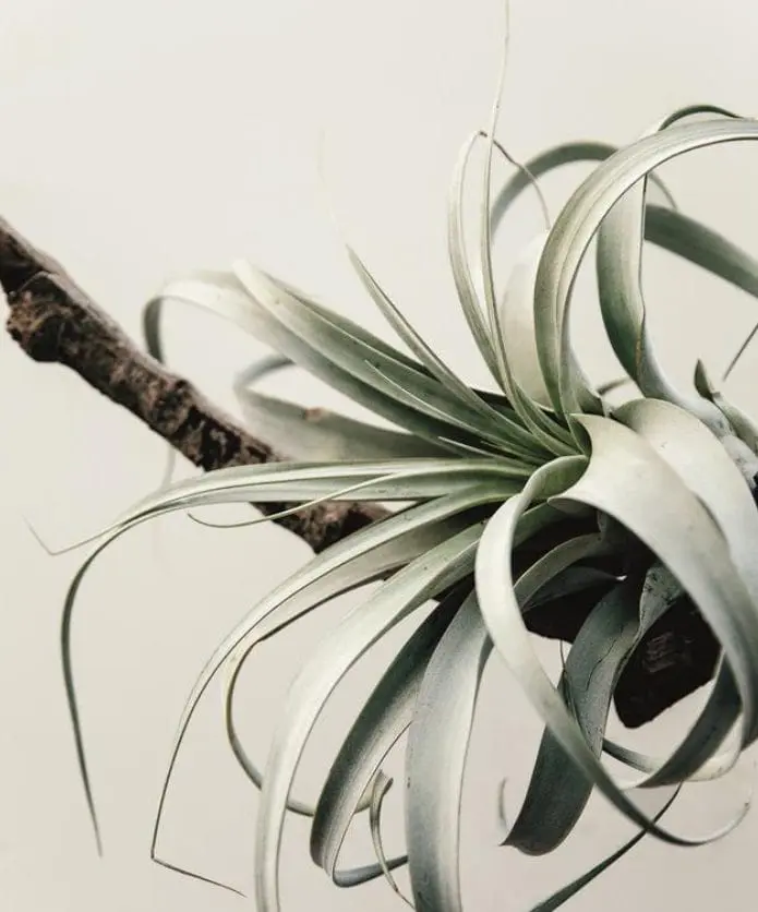 xerographica oplątwy tillandsia