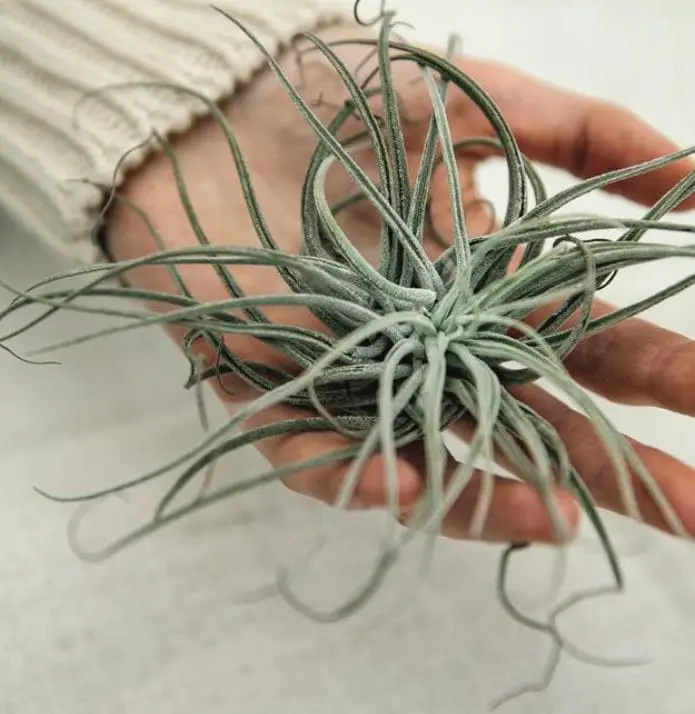 Oplątwy – żywe rośliny do terrarium! Uprawa i pielęgnacja!