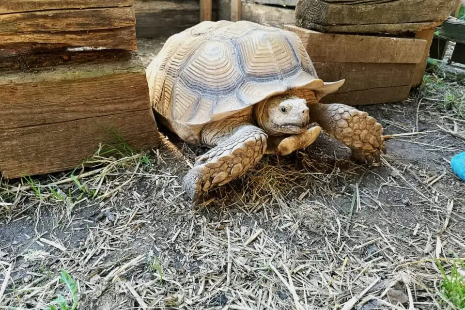 Jaki gatunek żółwia lądowego wybrać?