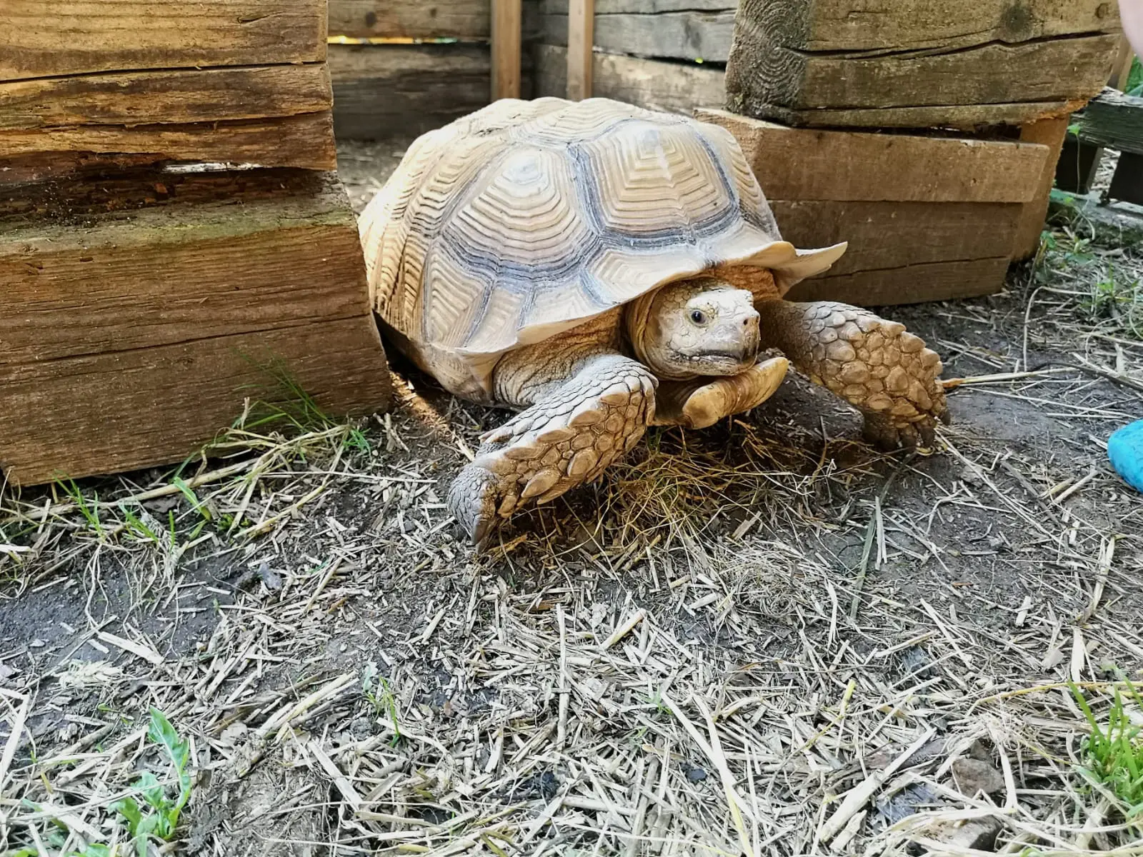 gatunek żółwia lądowego