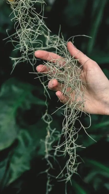 oplątwy tillandsia mech hiszpański