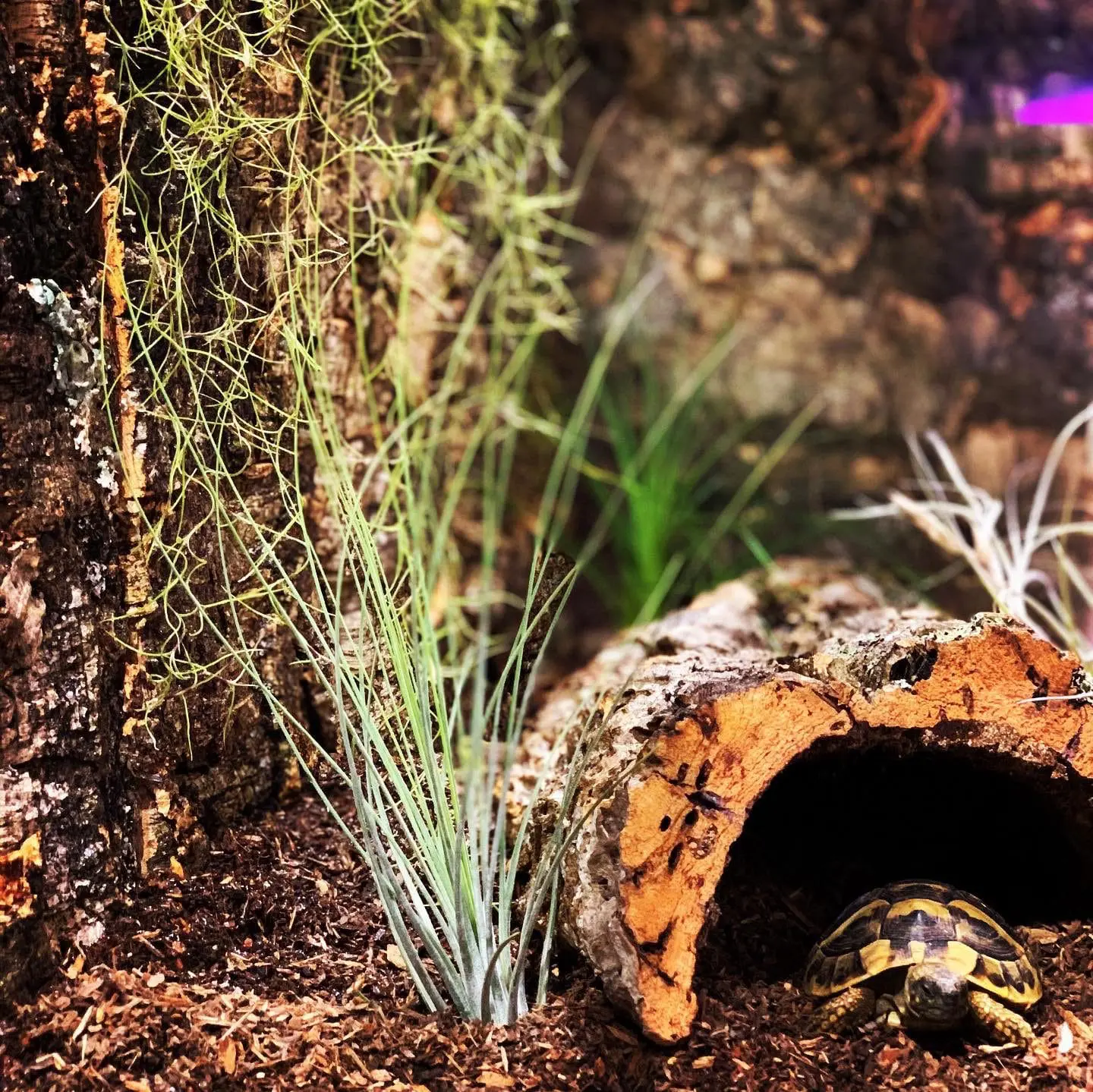 Oplątwy – żywe rośliny do terrarium! Uprawa i pielęgnacja!