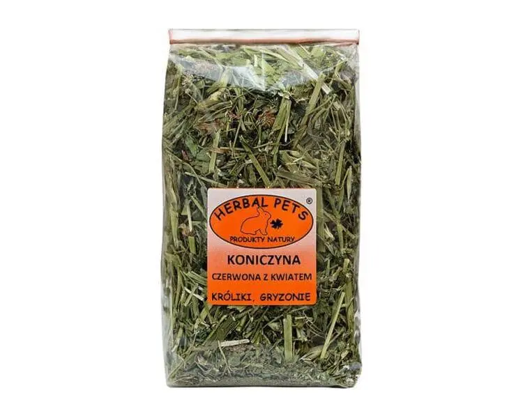 koniczyna czerwona z kwiatem