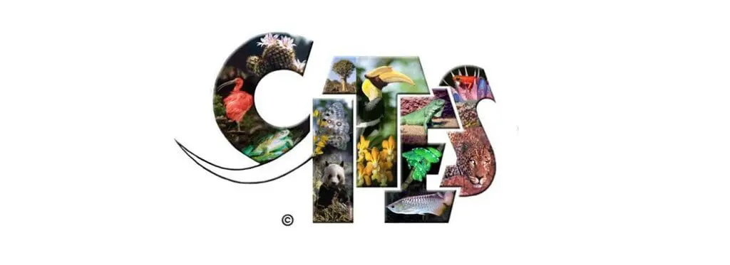cites dokumenty dla żółwia