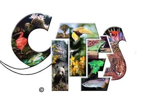 cites dokumenty dla żółwia