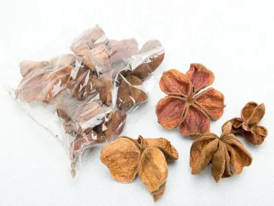 Land lotos flower