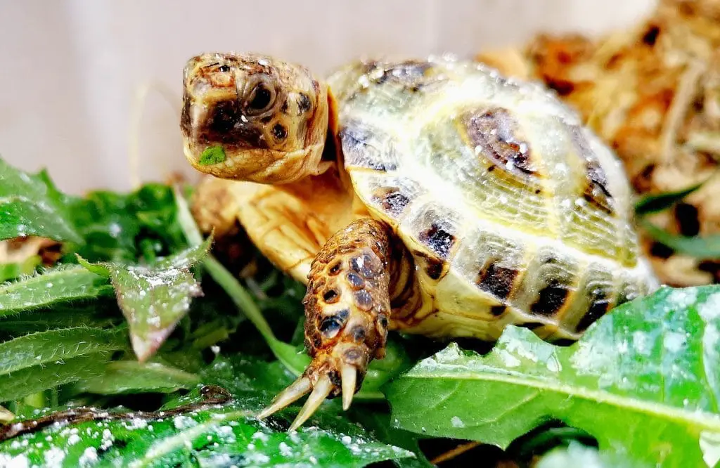 Dieta żółwi lądowych