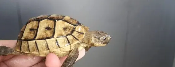 Żółwie śródziemnomorskie Testudo Gracea z 2021r. - obrazek 2