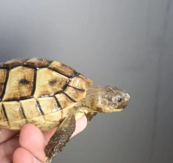 Żółwie śródziemnomorskie Testudo Gracea z 2021r. - obrazek 3
