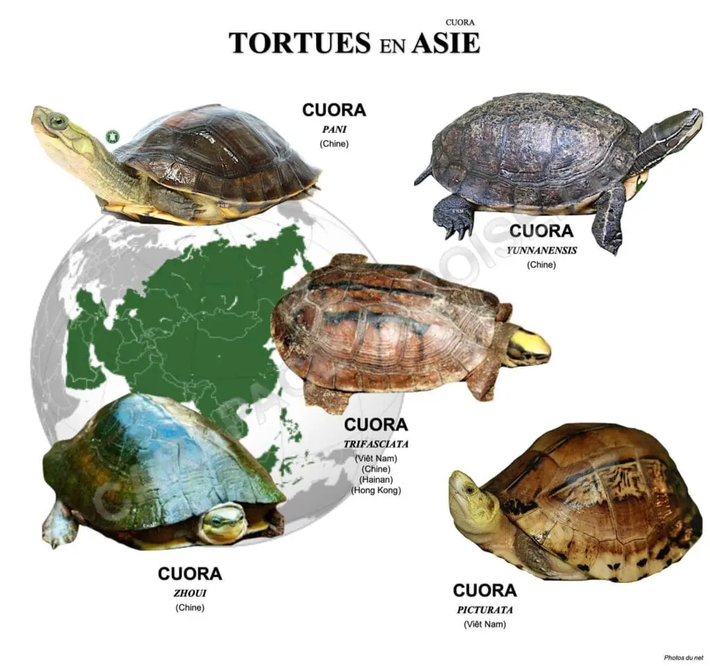 Żółwie wodno-lądowe świata