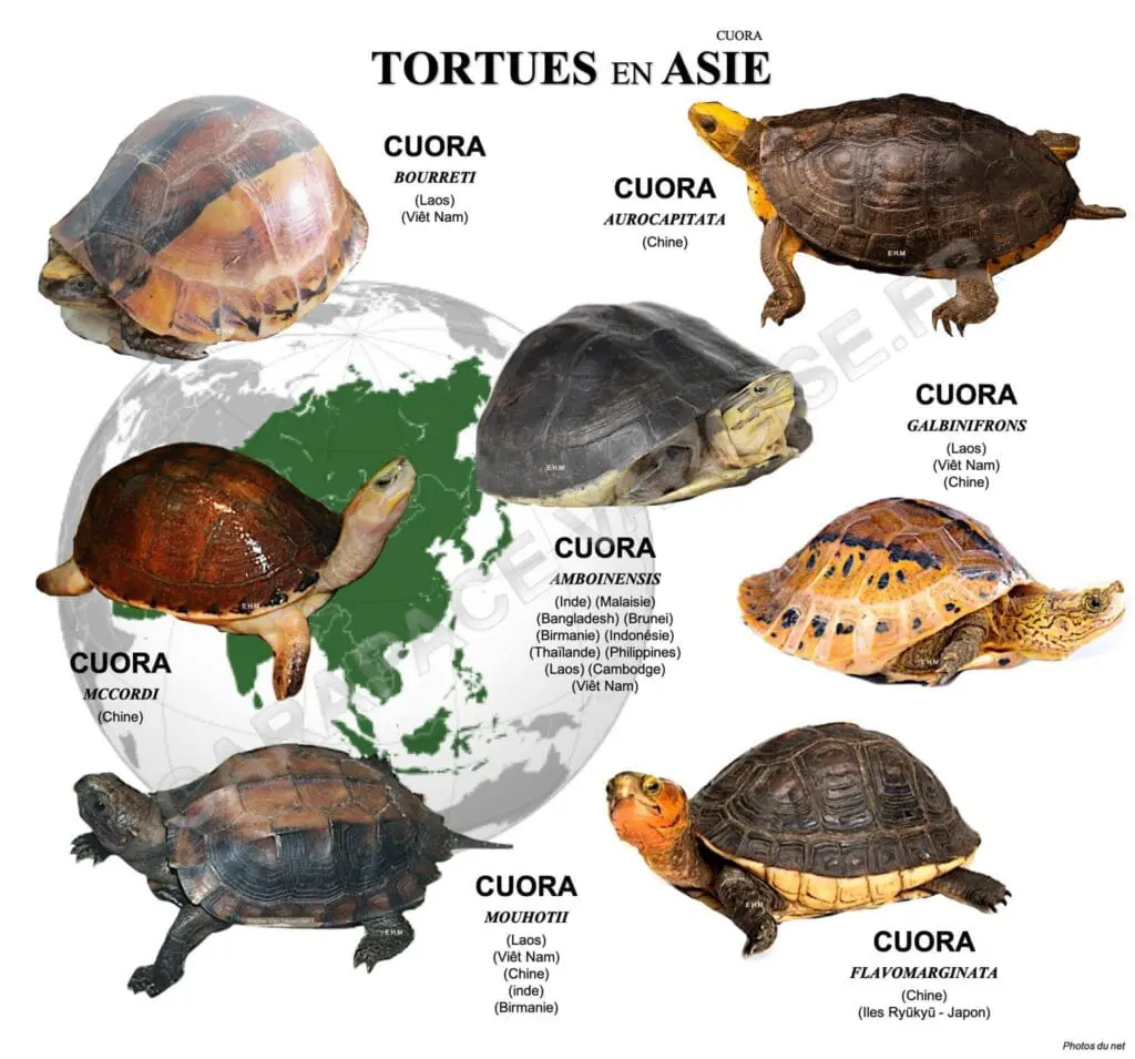 Żółwie wodno-lądowe świata