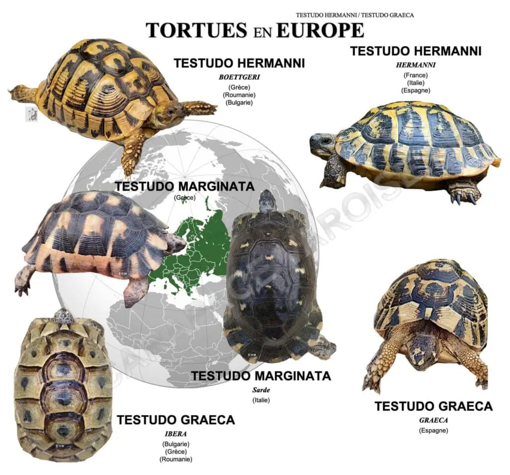 Żółwie wodno-lądowe świata