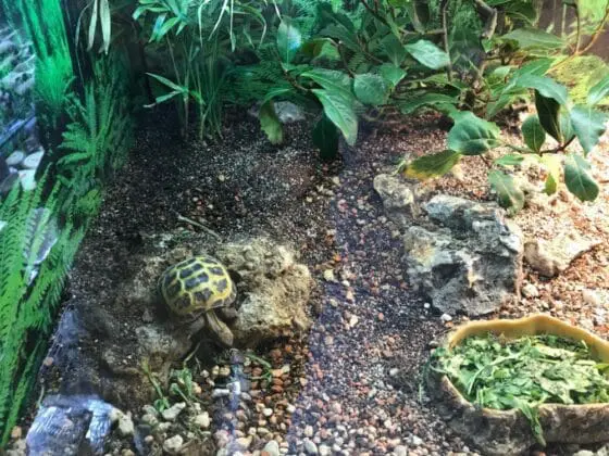 podłoże do terrarium dla gadów