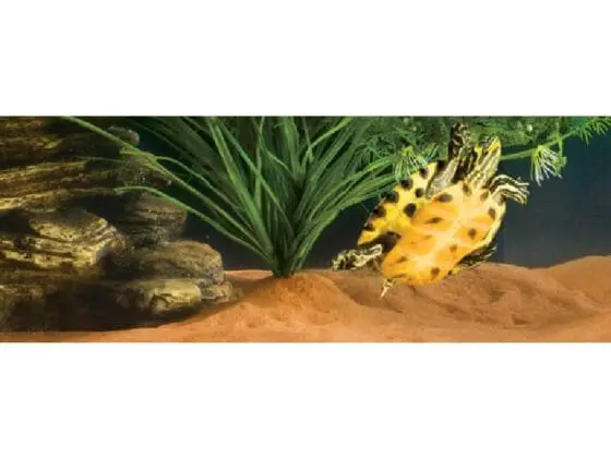 Podłoże dla żółwi wodnych Riverbed Sand 4,5kg Exoterra - obrazek 2