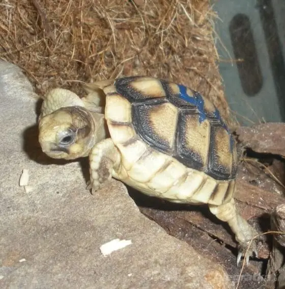 Żółw obrzeżony testudo marginata z 2021r. - obrazek 2
