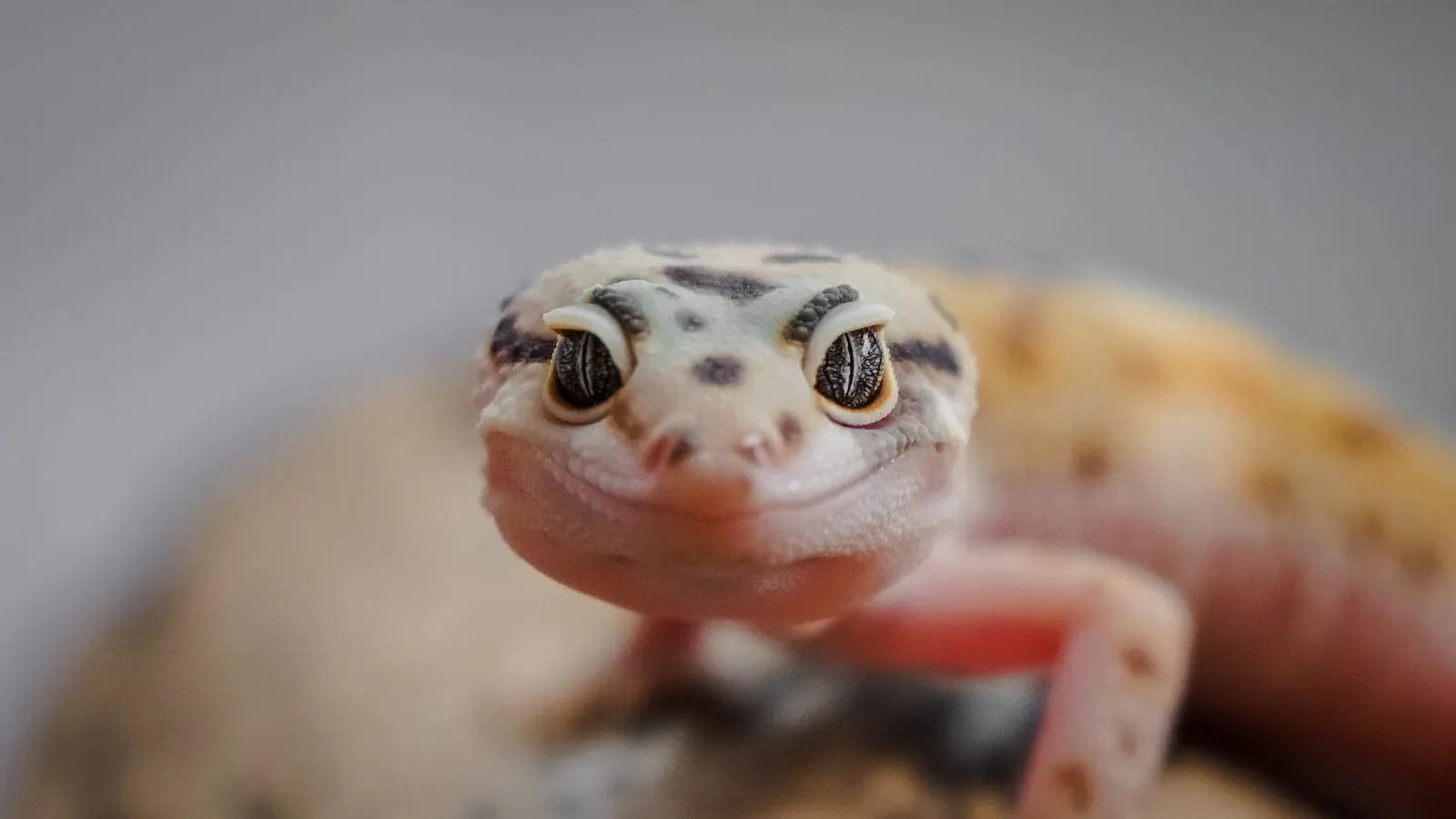 Sklep terrarystyczny online gekon lamparci