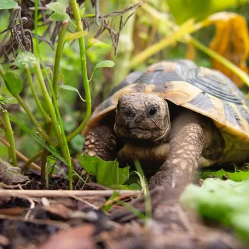 brown and black tortoise