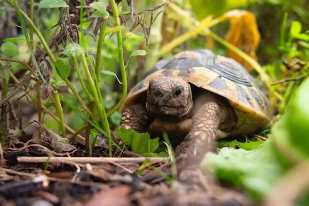 brown and black tortoise