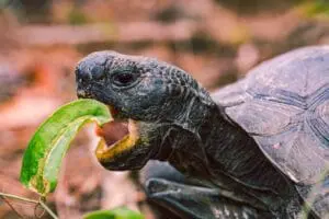 zdrowy żółw lądowy domowy naturalne odrobaczanie żółwia żółwi lądowych