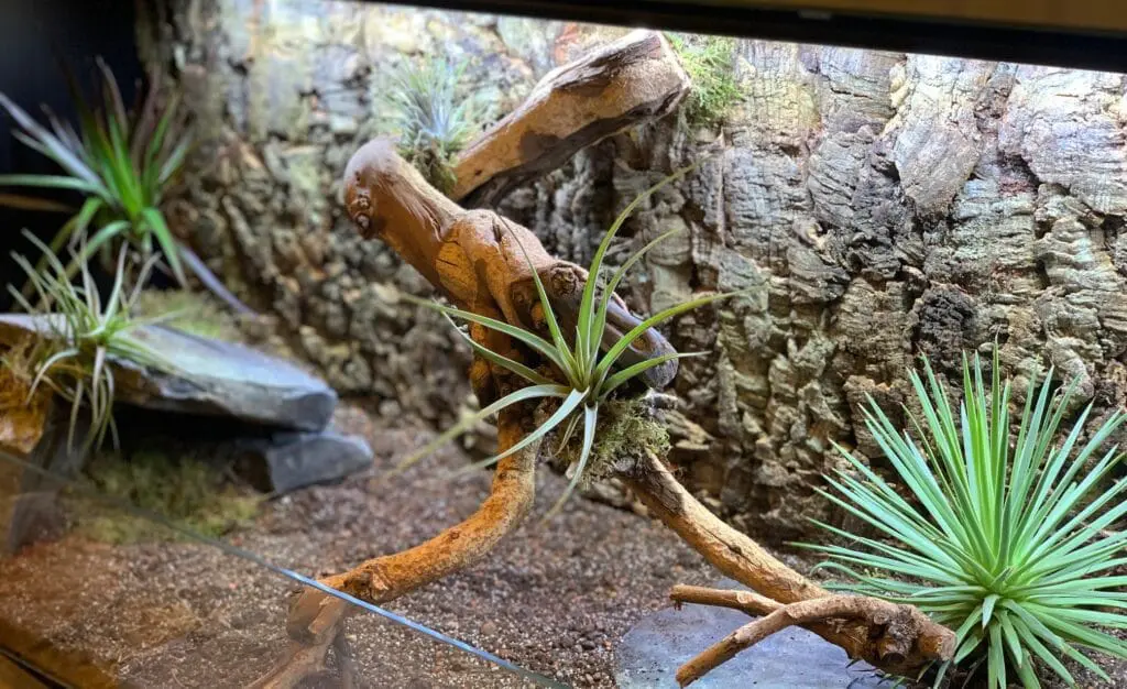 terrarium dla żółwia lądowego prezent na komunię dla dziecka żółw lądowy żółw grecki