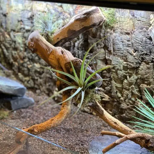 terrarium dla żółwia lądowego prezent na komunię dla dziecka żółw lądowy żółw grecki akwarium na wymiar dla żółwia akwarium dla gadów na wymiar