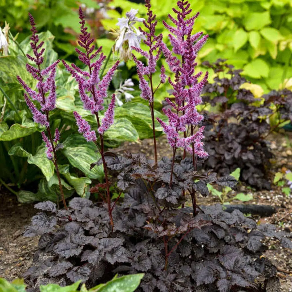 Tawuła Astilbe