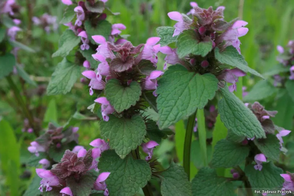 jasnota purpurowa
