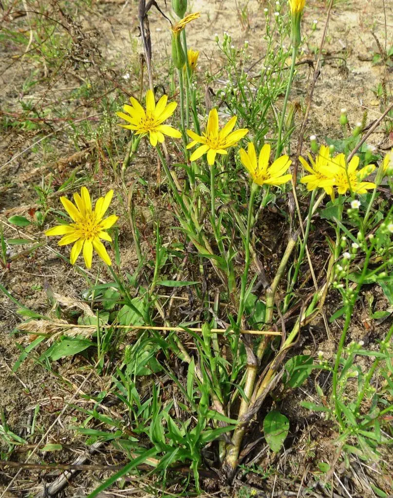 Kozibród (Tragopogon L.)