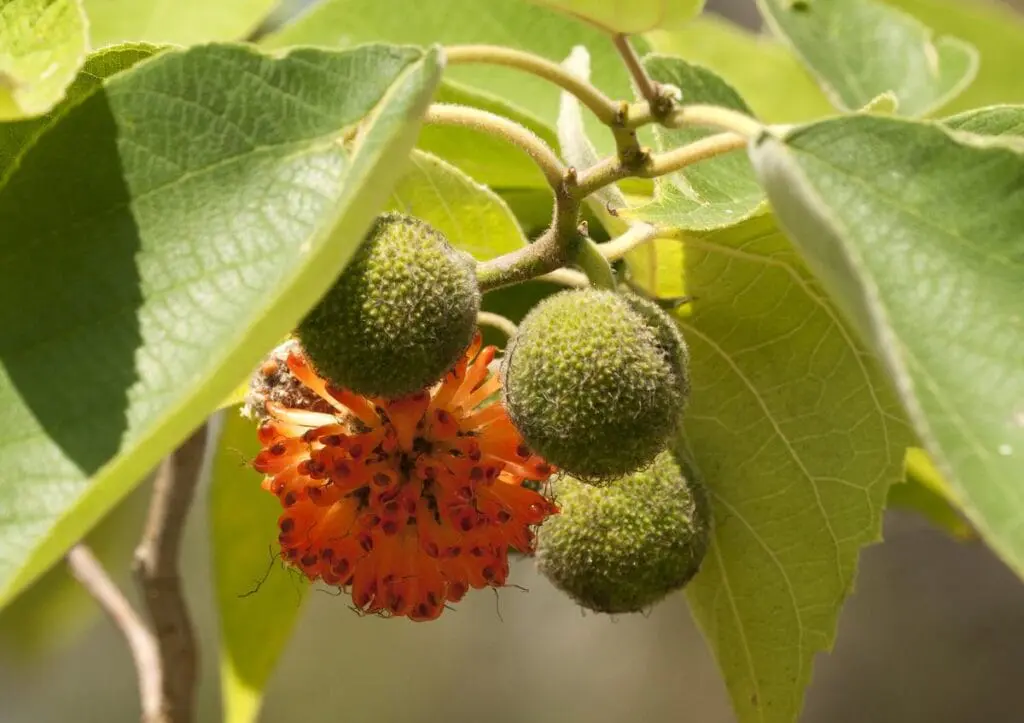 Morwa papierowa
