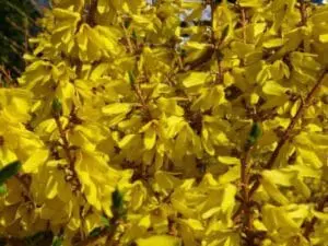forsycja