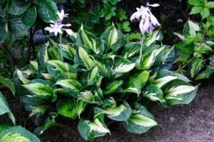 funkia-hosta