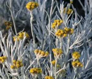 kocanka-wloska-korma-helichrysum-italicum