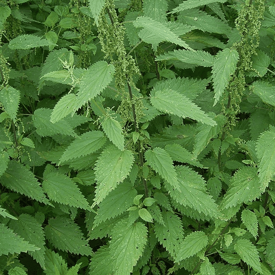 Pokrzywa zwyczajna (Urtica dioica)