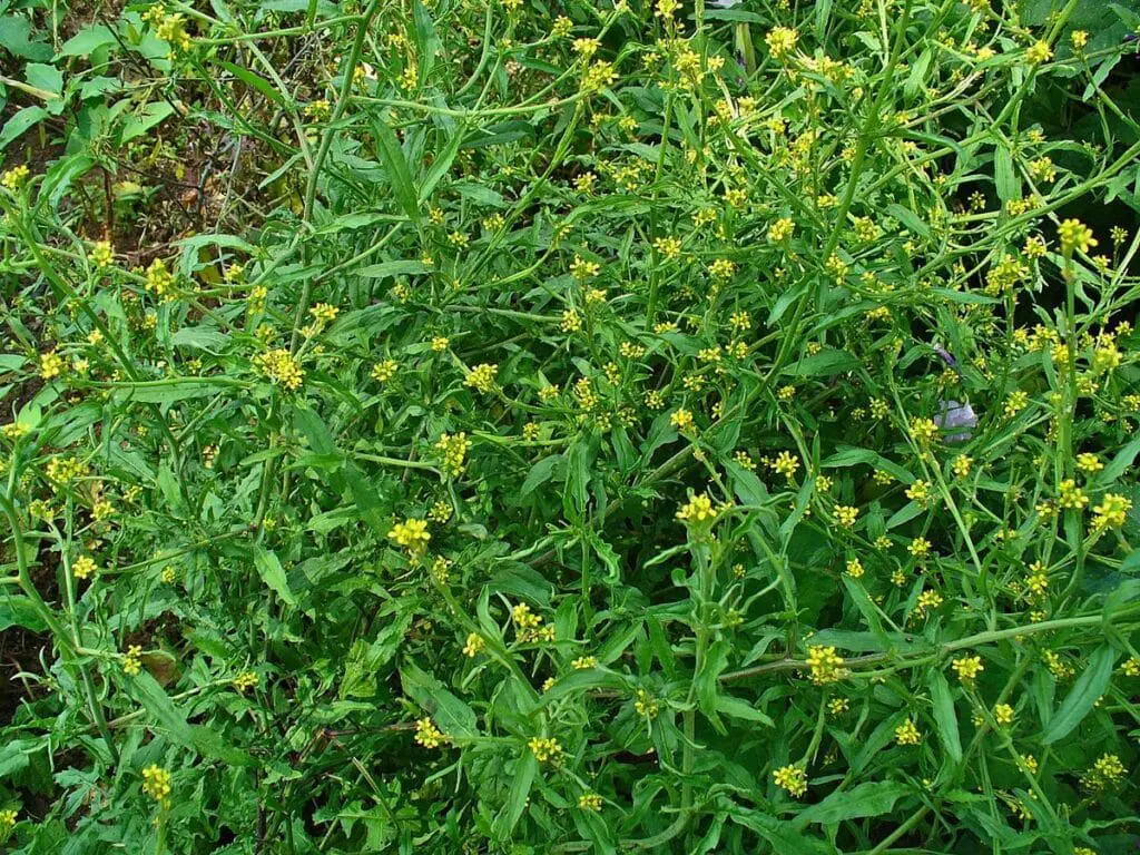 Naturalny pokarm dla żółwi lądowych – rośliny jadalne dla żółwi